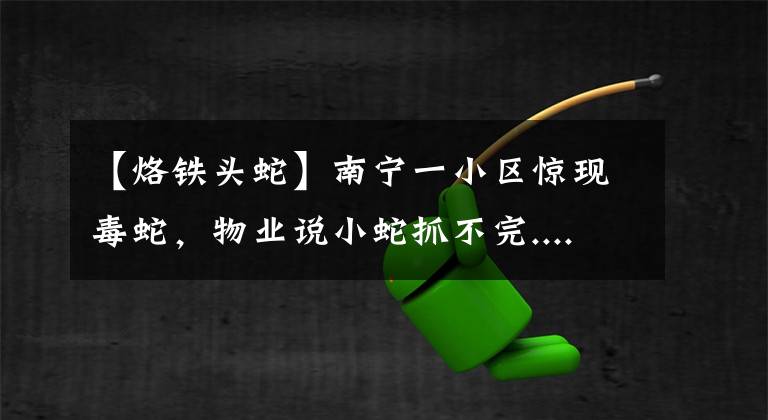 【烙铁头蛇】南宁一小区惊现毒蛇，物业说小蛇抓不完......还有贺州小伙子洗澡被毒蛇咬了一口