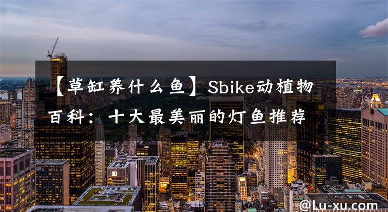【草缸养什么鱼】Sbike动植物百科:十大最美丽的灯鱼推荐,草缸造景的好帮手