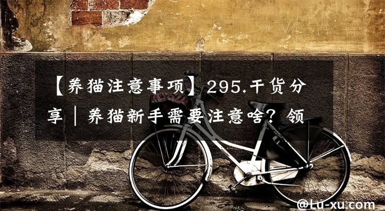 【养猫注意事项】295.干货分享｜养猫新手需要注意啥？领养前至少过好这4关