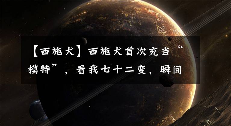 【西施犬】西施犬首次充当“模特”,看我七十二变,瞬间变为小“仙女”