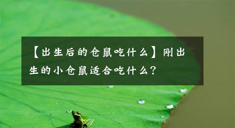 【出生后的仓鼠吃什么】刚出生的小仓鼠适合吃什么？