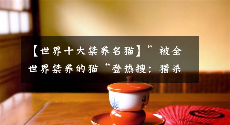 【世界十大禁养名猫】”被全世界禁养的猫“登热搜：猎杀成功率是狮子3倍