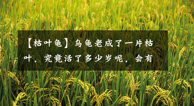 【枯叶龟】乌龟老成了一片枯叶，究竟活了多少岁呢，会有如此顽强的生命力