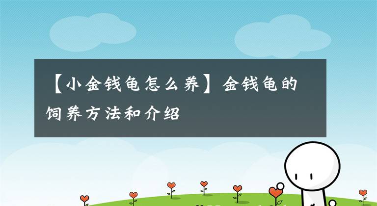 【小金钱龟怎么养】金钱龟的饲养方法和介绍