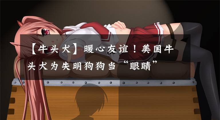 【牛头犬】暖心友谊!美国牛头犬为失明狗狗当“眼睛”