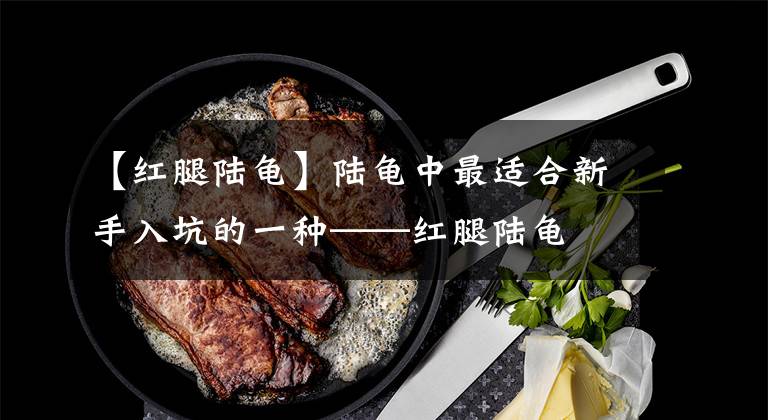 【红腿陆龟】陆龟中最适合新手入坑的一种——红腿陆龟