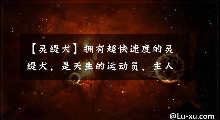 【灵缇犬】拥有超快速度的灵缇犬,是天生的运动员,主人该如何饲养一只灵缇