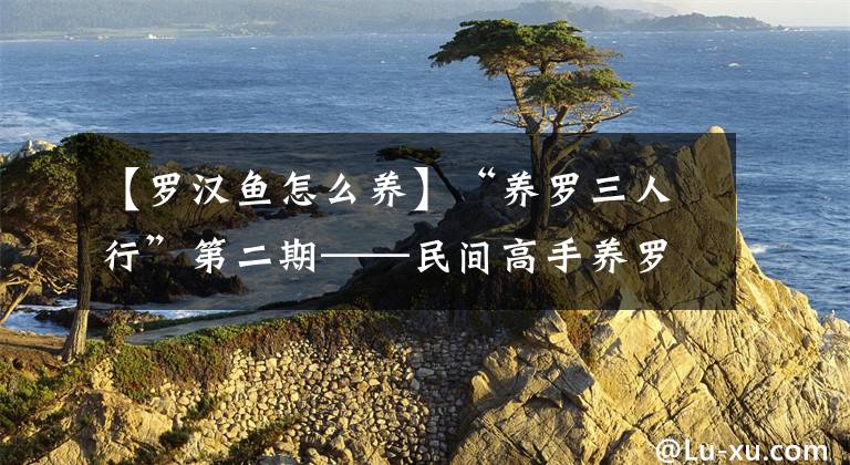 【罗汉鱼怎么养】“养罗三人行”第二期——民间高手养罗经验分享