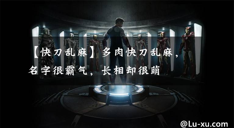 【快刀乱麻】多肉快刀乱麻，名字很霸气，长相却很萌