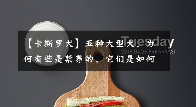 【卡斯罗犬】五种大型犬，为何有些是禁养的，它们是如何繁育出来的？（二）