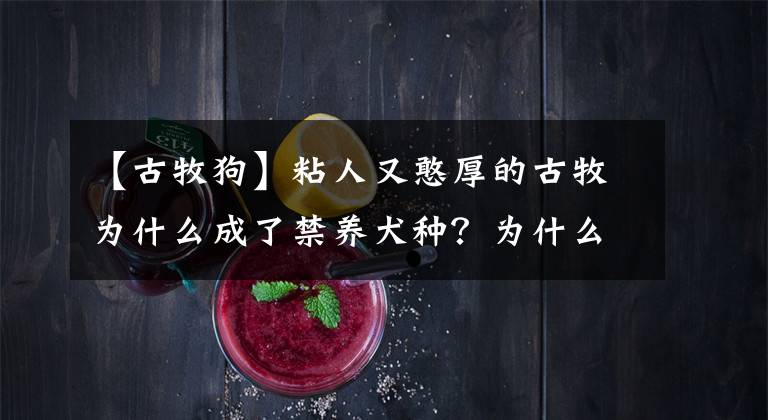 【古牧狗】粘人又憨厚的古牧为什么成了禁养犬种?为什么饲养的人越来越少?