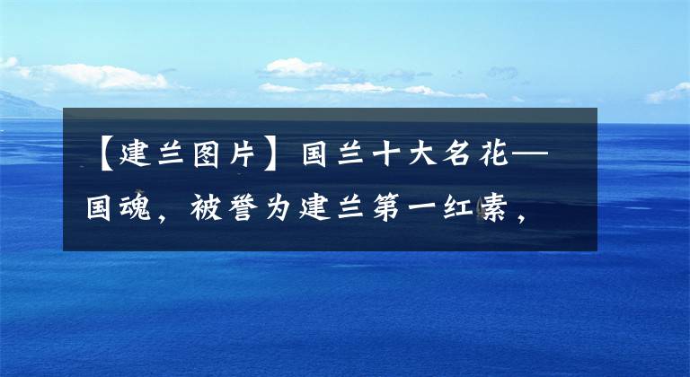【建兰图片】国兰十大名花—国魂,被誉为建兰第一红素,花开后兰香四溢