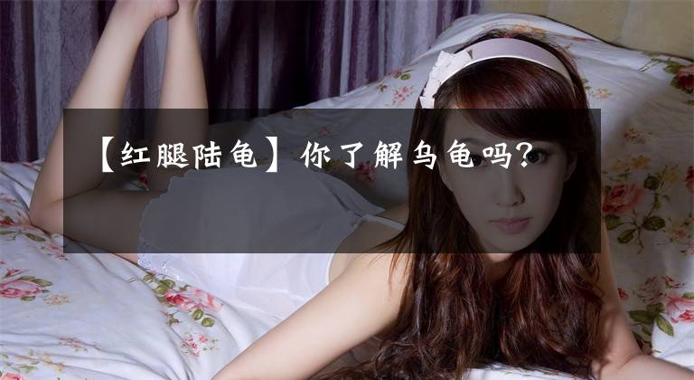 【红腿陆龟】你了解乌龟吗？