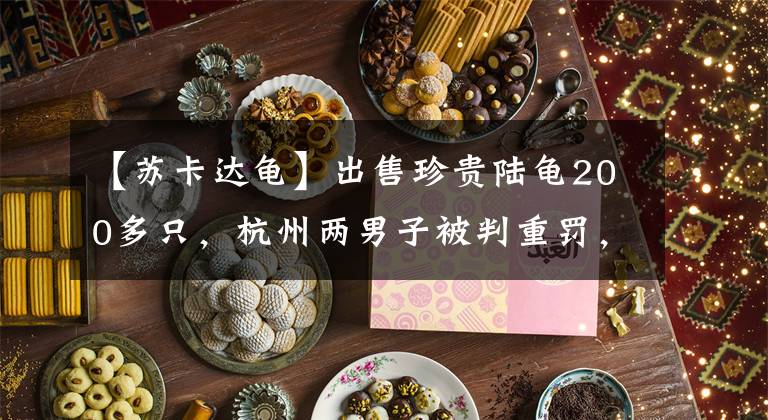 【苏卡达龟】出售珍贵陆龟200多只,杭州两男子被判重罚,还要在媒体上公开赔礼道歉