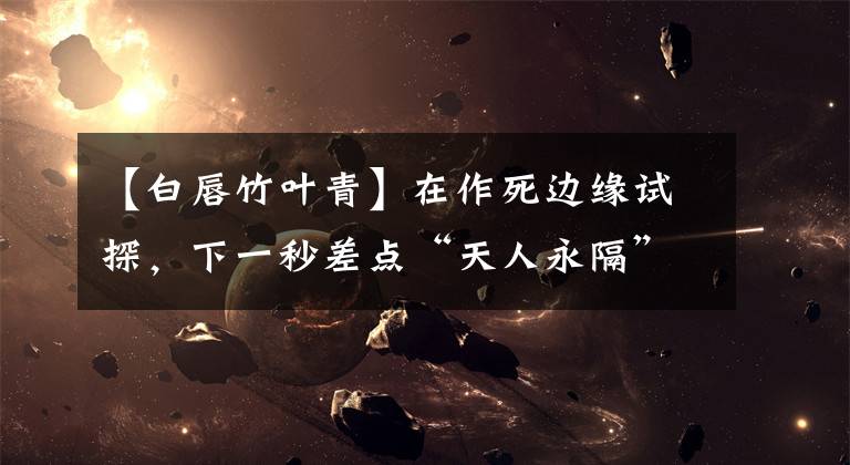 【白唇竹叶青】在作死边缘试探，下一秒差点“天人永隔”