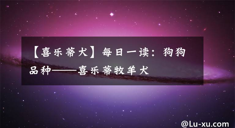 【喜乐蒂犬】每日一读:狗狗品种——喜乐蒂牧羊犬