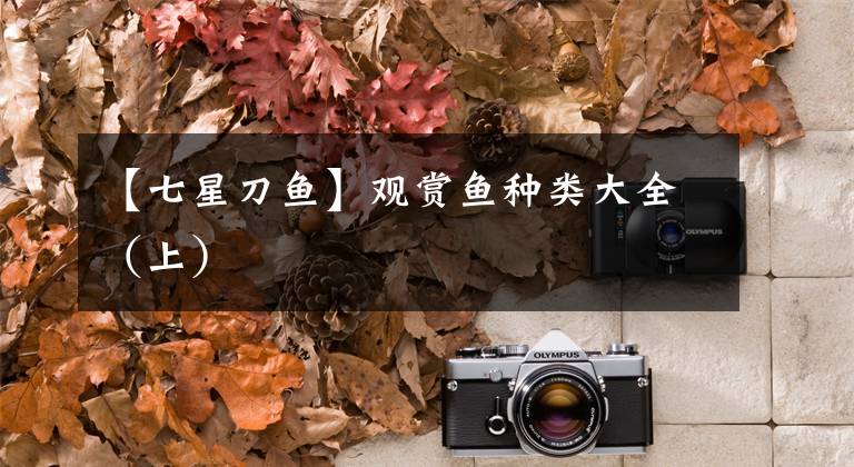 【七星刀鱼】观赏鱼种类大全（上）