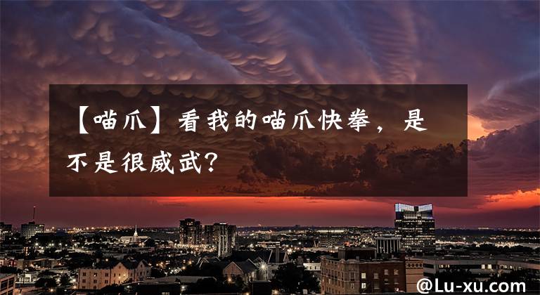 【喵爪】看我的喵爪快拳，是不是很威武？