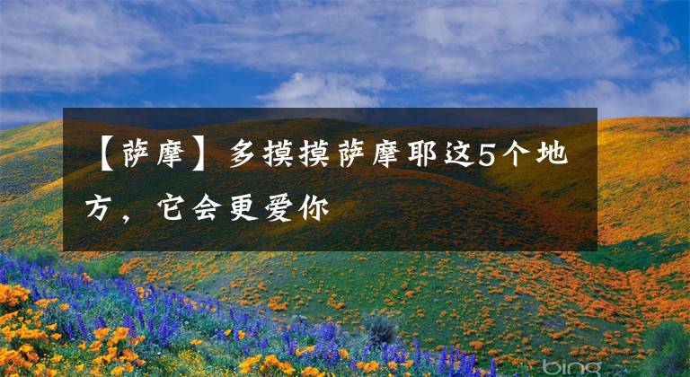 【萨摩】多摸摸萨摩耶这5个地方,它会更爱你