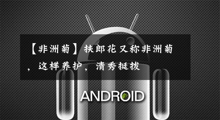 【非洲菊】扶郎花又称非洲菊，这样养护，清秀挺拔