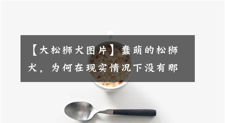 【大松狮犬图片】蠢萌的松狮犬，为何在现实情况下没有那么受欢迎，这些原因很重要