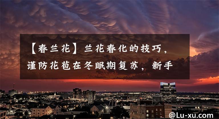 【春兰花】兰花春化的技巧,谨防花苞在冬眠期复苏,新手兰友想做却不敢做