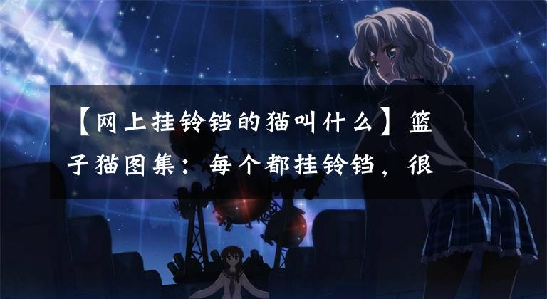 【网上挂铃铛的猫叫什么】篮子猫图集:每个都挂铃铛,很可爱