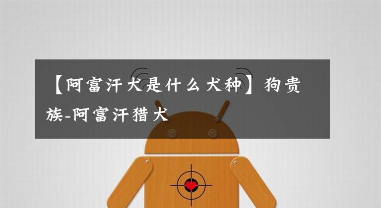 【阿富汗犬是什么犬种】狗贵族-阿富汗猎犬