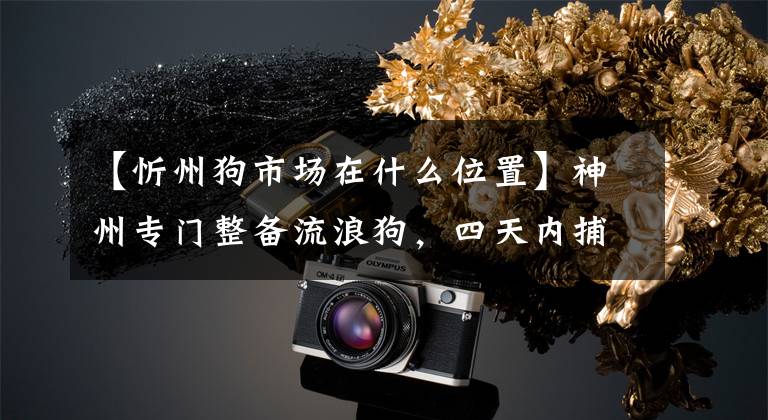 【忻州狗市场在什么位置】神州专门整备流浪狗,四天内捕获约60只。