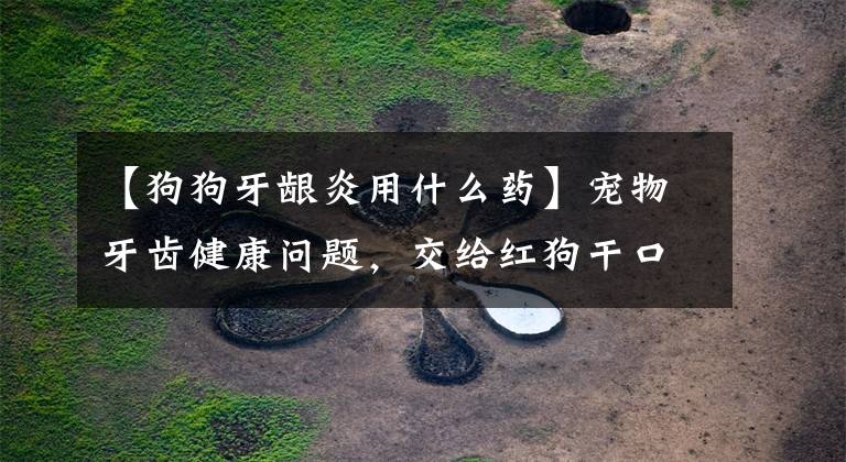 【狗狗牙龈炎用什么药】宠物牙齿健康问题,交给红狗干口恶结牙粉