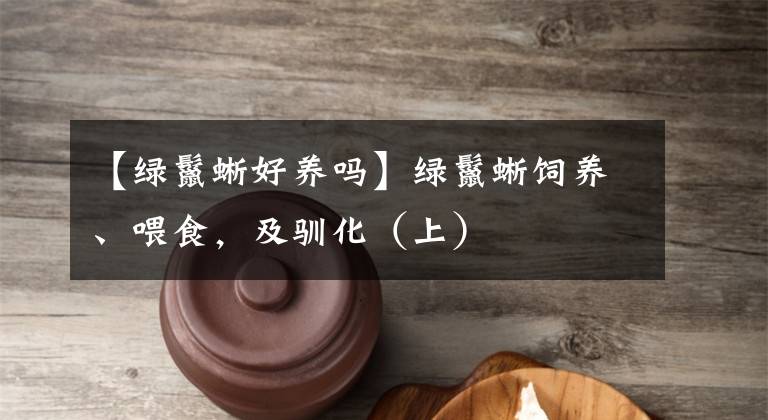 【绿鬣蜥好养吗】绿鬣蜥饲养、喂食，及驯化（上）