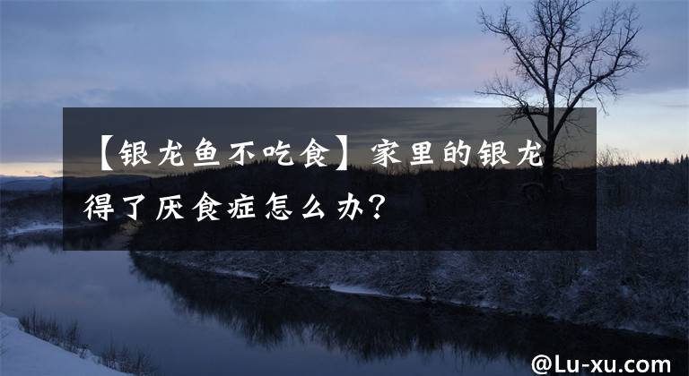 【银龙鱼不吃食】家里的银龙得了厌食症怎么办？