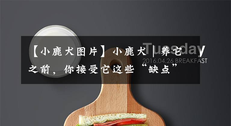 【小鹿犬图片】小鹿犬|养它之前,你接受它这些“缺点”了吗