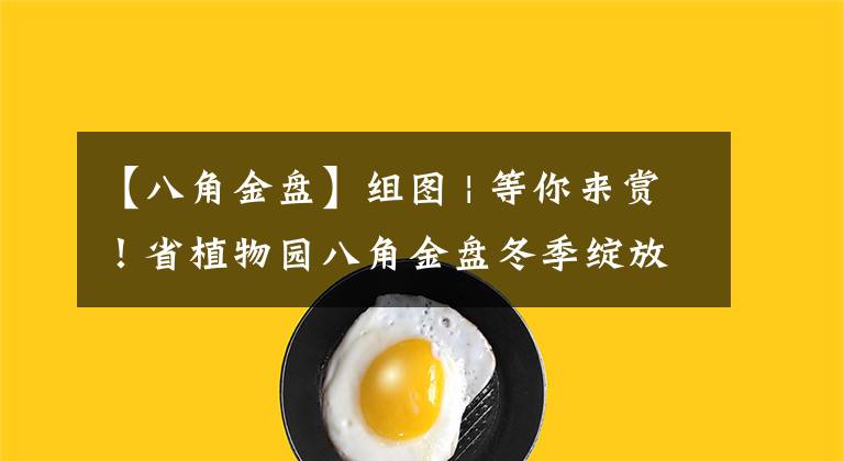 【八角金盘】组图 | 等你来赏！省植物园八角金盘冬季绽放
