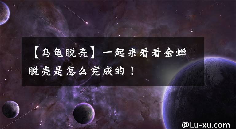 【乌龟脱壳】一起来看看金蝉脱壳是怎么完成的！