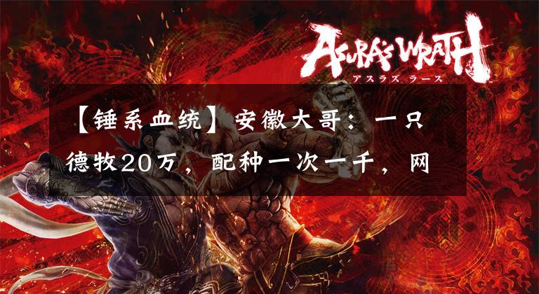 【锤系血统】安徽大哥：一只德牧20万，配种一次一千，网友：锤系就是个笑话