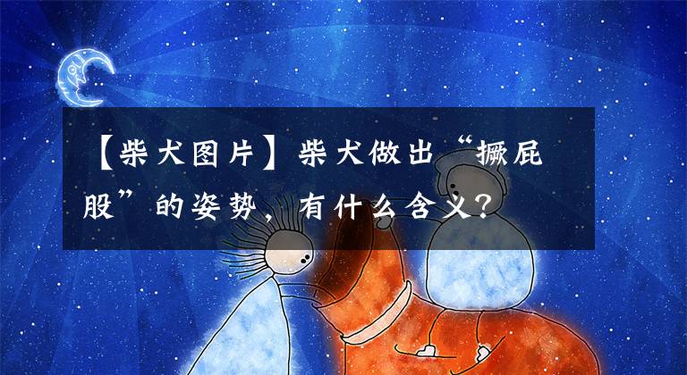 【柴犬图片】柴犬做出“撅屁股”的姿势,有什么含义?