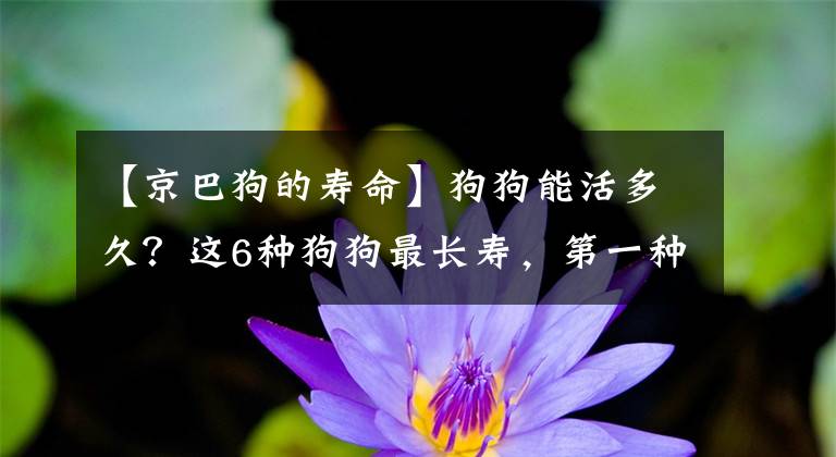 【京巴狗的寿命】狗狗能活多久？这6种狗狗最长寿，第一种最多能活20岁
