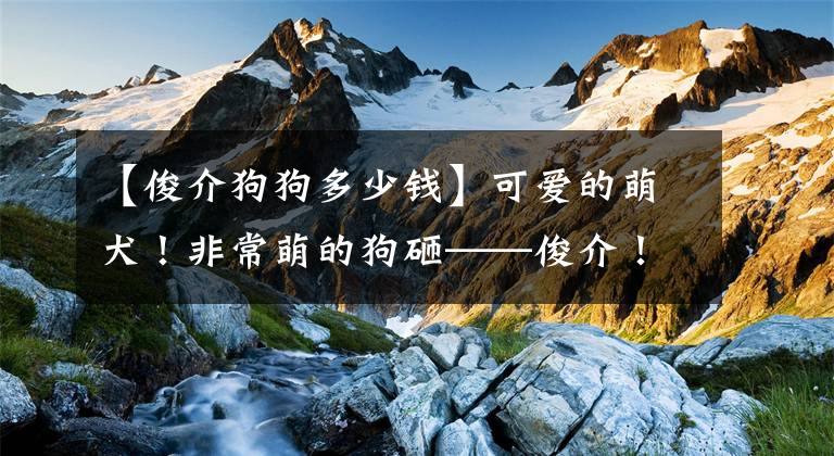 【俊介狗狗多少钱】可爱的萌犬！非常萌的狗砸——俊介！最新萌照来袭！喜欢请关注！