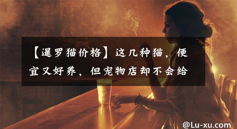 【暹罗猫价格】这几种猫,便宜又好养,但宠物店却不会给你推荐