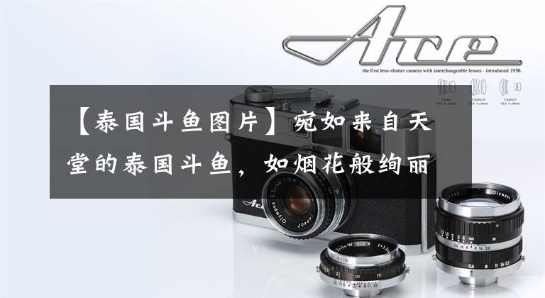 【泰国斗鱼图片】宛如来自天堂的泰国斗鱼，如烟花般绚丽多彩