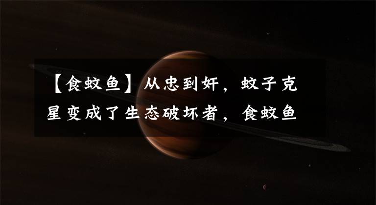 【食蚊鱼】从忠到奸,蚊子克星变成了生态破坏者,食蚊鱼对生态平衡的影响