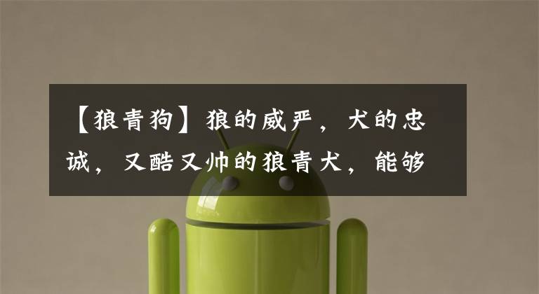 【狼青狗】狼的威严,犬的忠诚,又酷又帅的狼青犬,能够给主人满满的安全感
