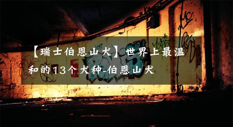 【瑞士伯恩山犬】世界上最温和的13个犬种-伯恩山犬