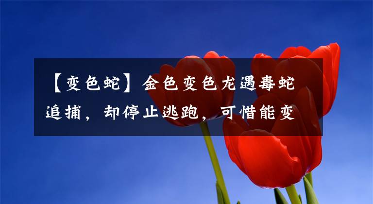 【变色蛇】金色变色龙遇毒蛇追捕，却停止逃跑，可惜能变色却不能隐形