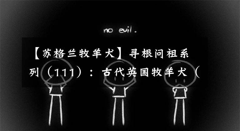 【苏格兰牧羊犬】寻根问祖系列（111）：古代英国牧羊犬（Old English Sheepdog）
