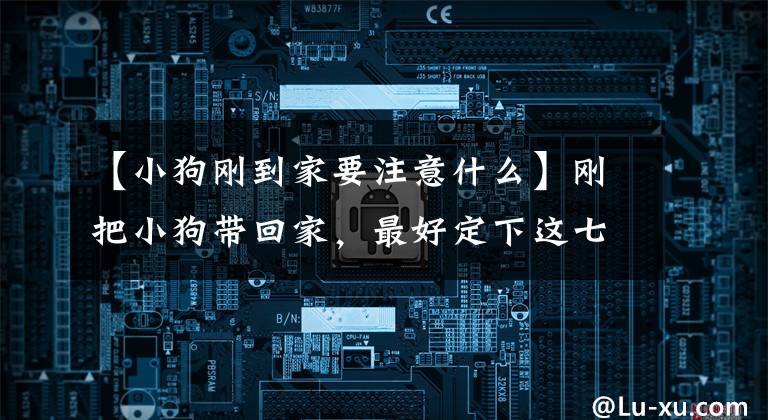【小狗刚到家要注意什么】刚把小狗带回家，最好定下这七条规则。长大后狗更听话