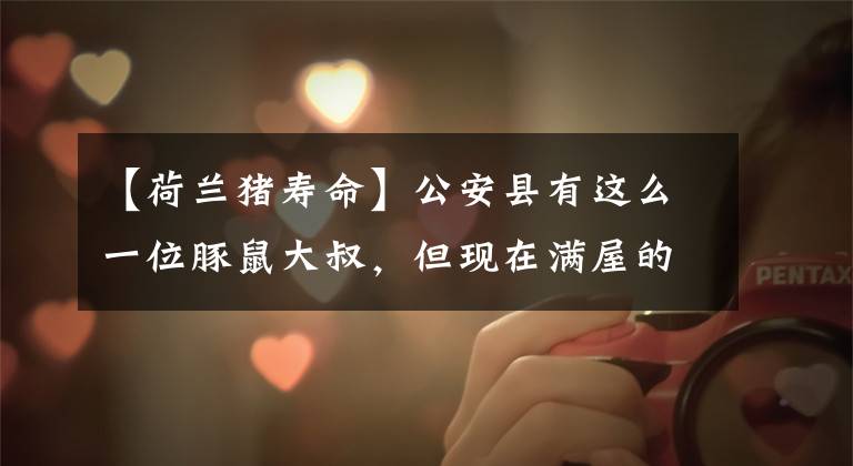 【荷兰猪寿命】公安县有这么一位豚鼠大叔，但现在满屋的豚鼠让他有点发愁！