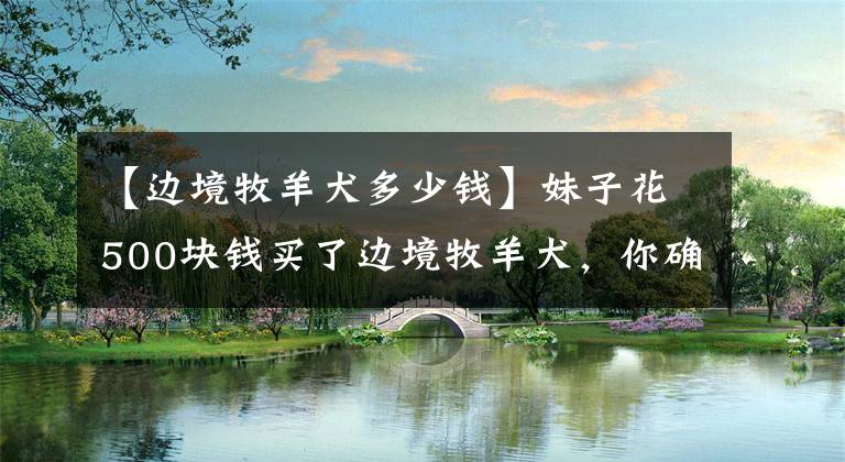 【边境牧羊犬多少钱】妹子花500块钱买了边境牧羊犬,你确定你不是买了个小狗熊?