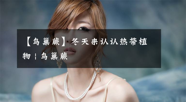 【鸟巢蕨】冬天来认认热带植物 | 鸟巢蕨